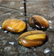 Tiikerinsilmä Cabochon 40/30 mm