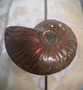 Ammoniitti fossiili, 60/50/20 mm