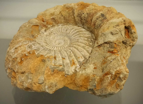 Ammoniitti fossiili 150/140/80 mm