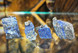 Lapis Lazuli Riipus Hiomaton
