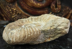Ammoniitti fossiili, koko 120/90/40 mm