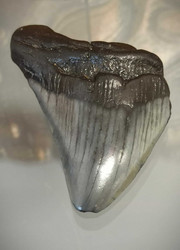 Megalodonin hammas, fossiili