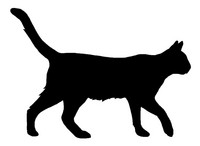 Rolling pin cat walks short-haired
