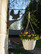 Flower/lantern rack  Capercaillie