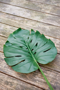 Monstera Leaf L
