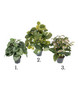 Green Plant Mix