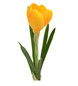 Crocus 20cm