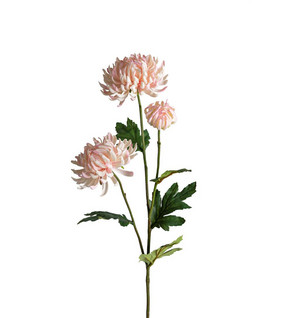 Chrysanthemum 60cm Pink