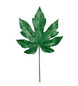 Fatsia japonica