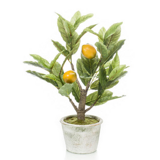 Lemon tree 45 cm