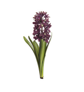 Hyasintti 32