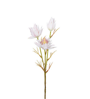 Blushing Bride 40cm