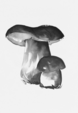 Porcini Mushroom art card