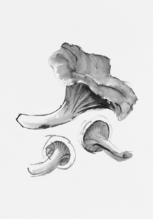 Chantarelle Mushroom art card