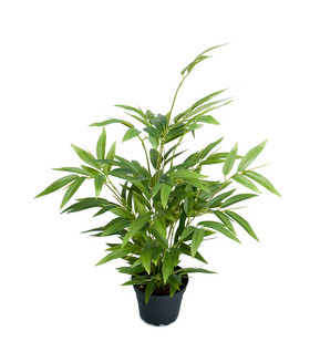 Bambu 45 cm