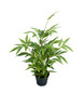 Bambu 45 cm