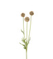Scabiosa 60 cm