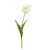 Tulppaani valkoinen 70 cm