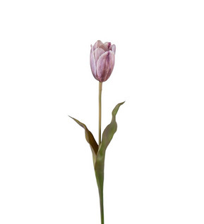 Tulip purple 58 cm