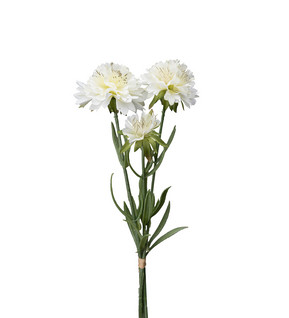 Scabiosa bunt White 30 cm