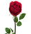 Rose 75 cm Red