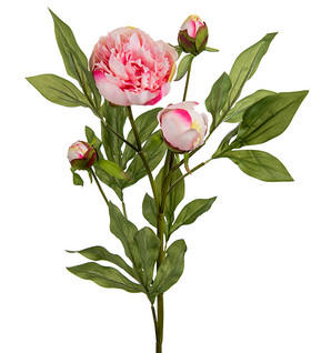 Pioni oksa 65 cm vaaleanpunainen