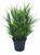 Grass bush 60 cm in a pot 