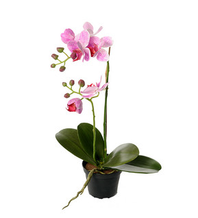 Orkidea 45cm