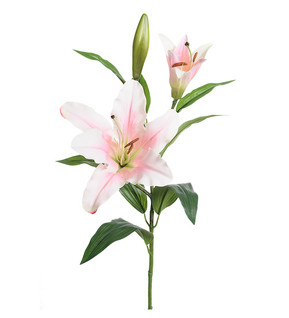 Lilja 70cm Pinkki