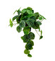 Silkkikasvi Peperomia 35 cm