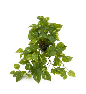 Silkkikasvi Kultaköynnös 55cm