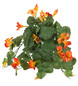 Cress 25 cm