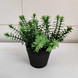 Mini plant in a pot