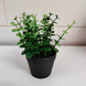 Mini plant in a pot