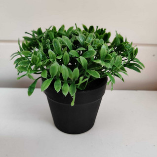 Mini plant in a pot