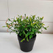 Mini plant in a pot