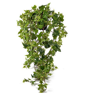 Ivy in a pot 85 cm
