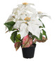 Poinsettia 38 White