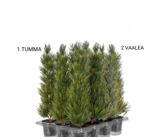 Fir Tree Sapling