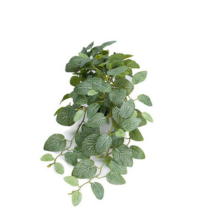Fittonia 50cm from Mr Plant