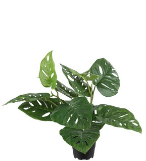 Monstera 35 cm
