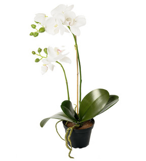 Valkoinen Orkidea 45cm mustassa ruukussa