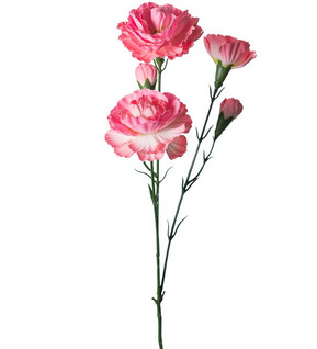 Pink Carnations 65 cm