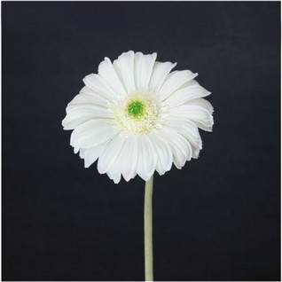 Gerbera white