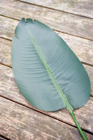 Strelitzia Leaf L