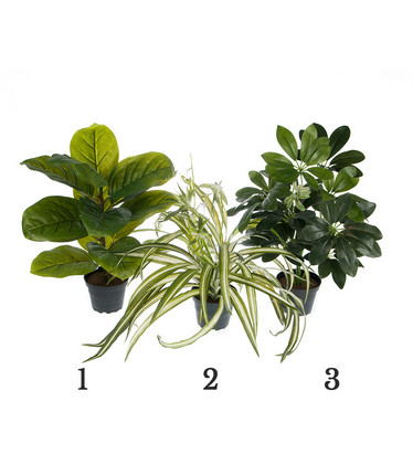 Green Plant Mix 2