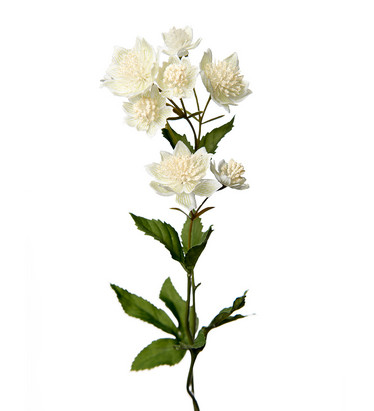 Astrantia White 50 cm