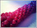 Jade, värjätty pyöreä Ø 10 mm, fuchsia, nauha