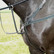 Amerigo Combination Breastplate -rintaremmi