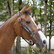 Antarès Stressless halter riimu